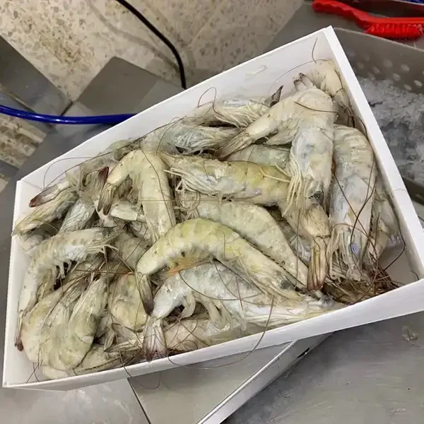 Fresh Tiger Prawns/wild Shrimps/chilled Seafood
