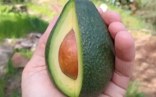 Yummy Organic and Thick Hass Avocado for Wholesale Hass Avocado With Best Express Delivery