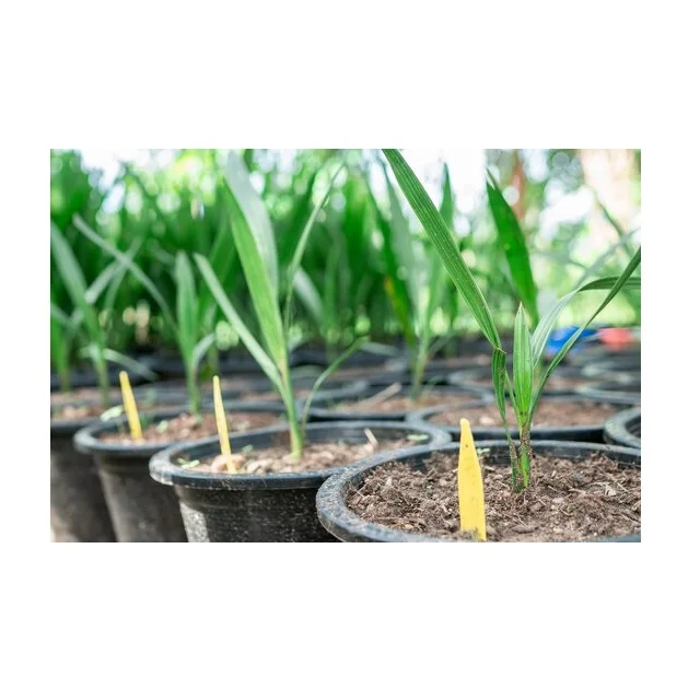 Best fertilizers is manure high-potassium fertilizer use the seeds from any variety of date to start a date palm tree fastest-gr