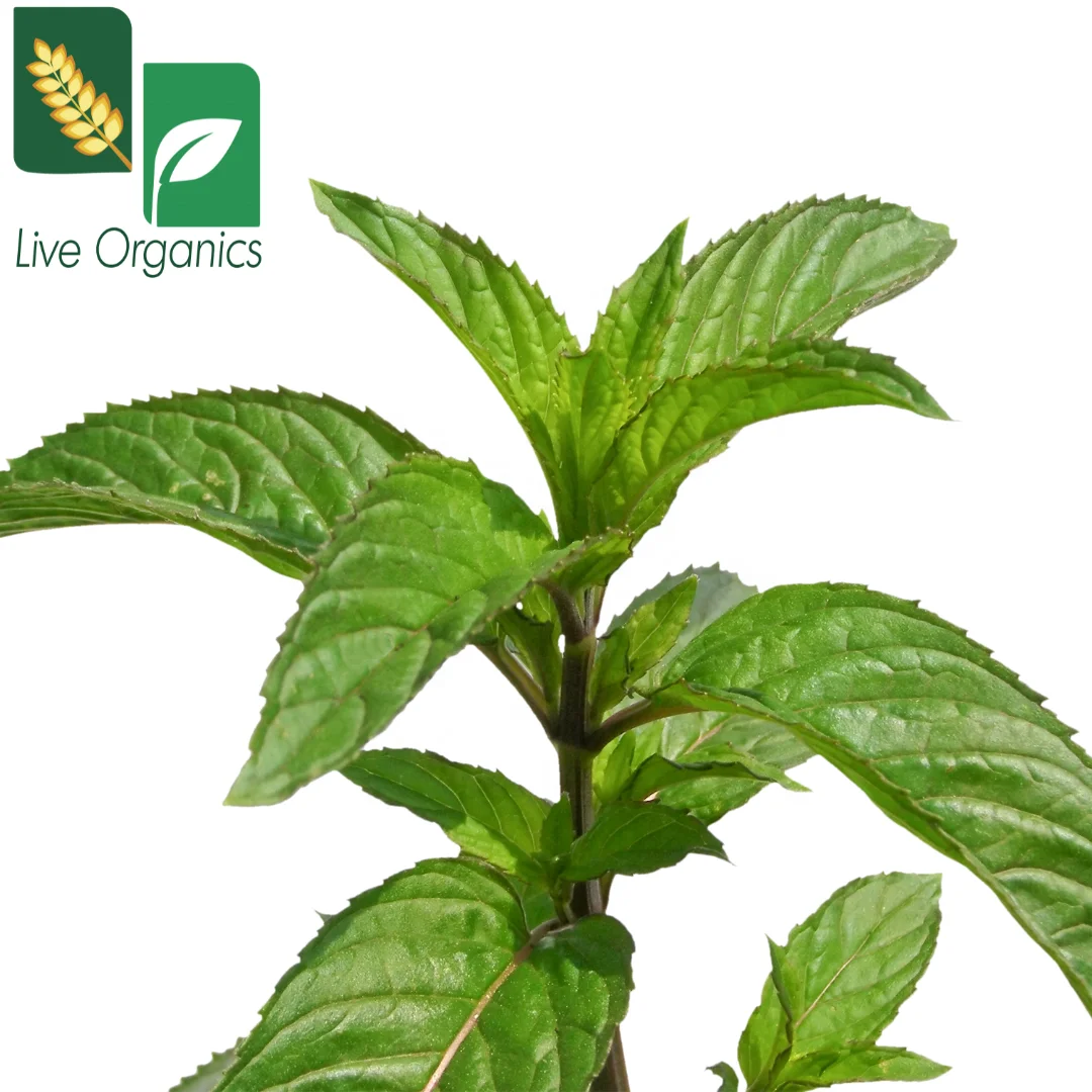 Natural and Organic Peppermint Leaves  Grown in India Pudina Best Price Excellent Quality Agri Products