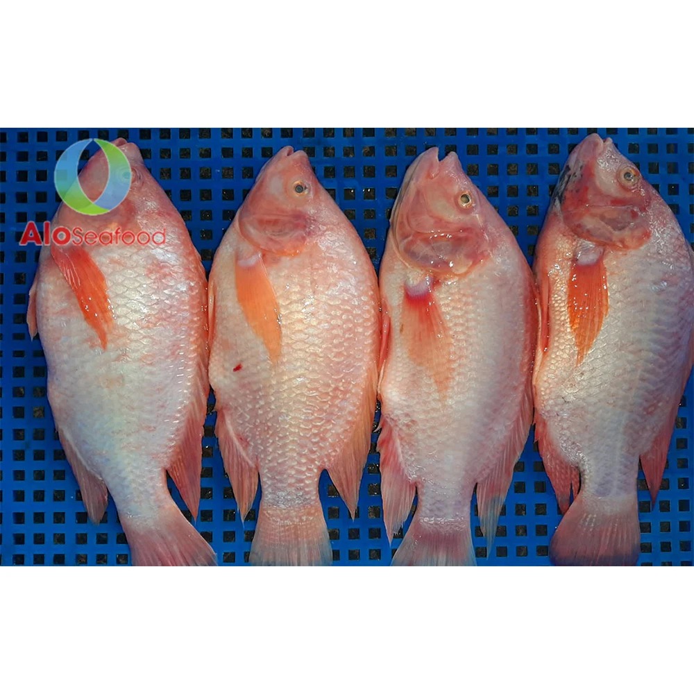 High Quality Frozen Whole Round Red Tilapia Fish From Vietnam