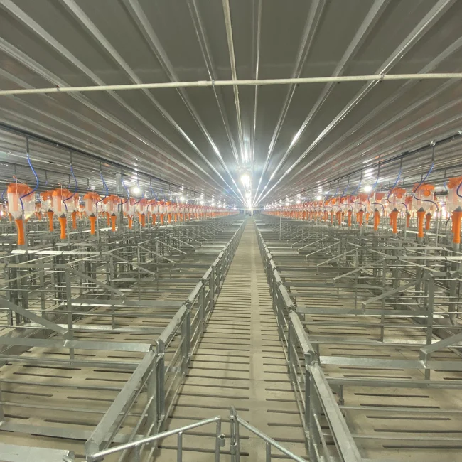Cheap price cages for pigs in gestation  gestation cage maternity pig Stainless Steel  Made in Vietnam Manufacturer