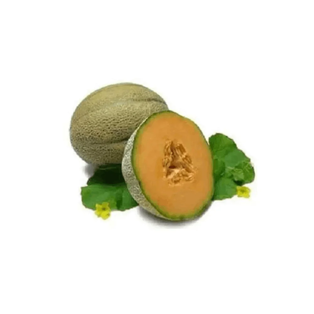 Musk Melon Oil Fast Delivery Global Exporter of High Quality Pure Natural Musk Melon Oil from India