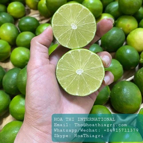 Fresh Fruit Seedless Maturity Natural Good Quality Big Sour Taste Size 5cm 12 Months Shell Life Full Vitamin C Green Lemon Lime