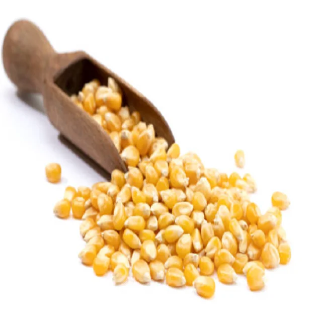 Германия покупает сушеную кукурузу 2 сорта желтую кукурузу/кукурузную белую без ГМО пригодную для потребления человеком и корма