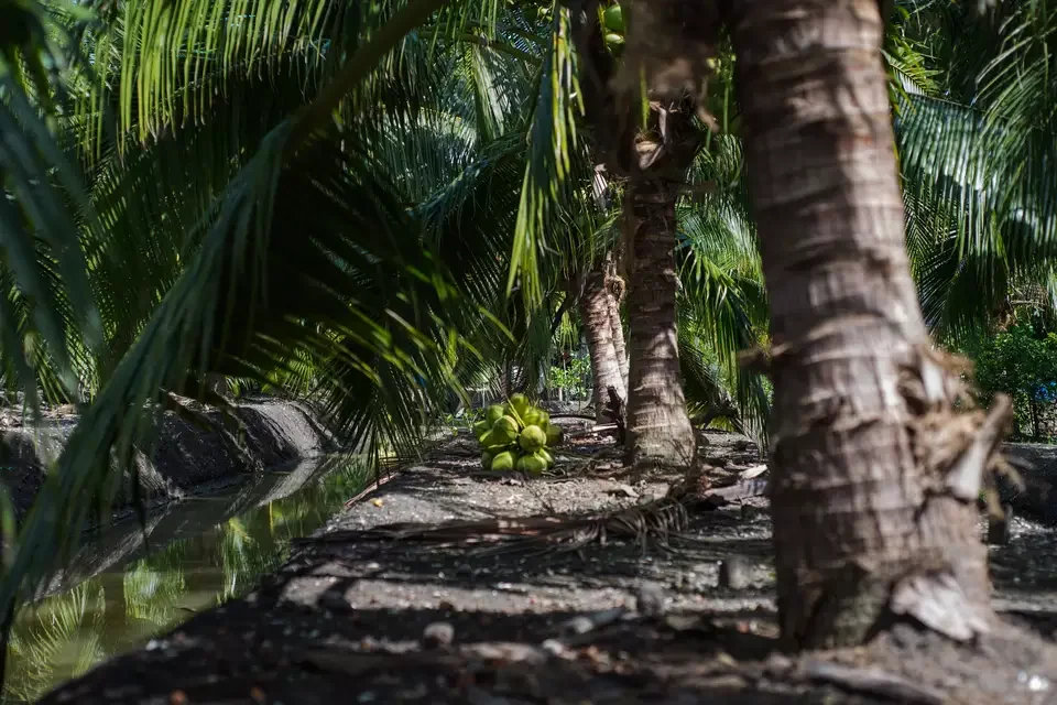 Top Seller In Stock Young Coconut Top quality  Semi-Husked Diamond Cut Green Fresh Coconut for Resterent Supply from Thailand