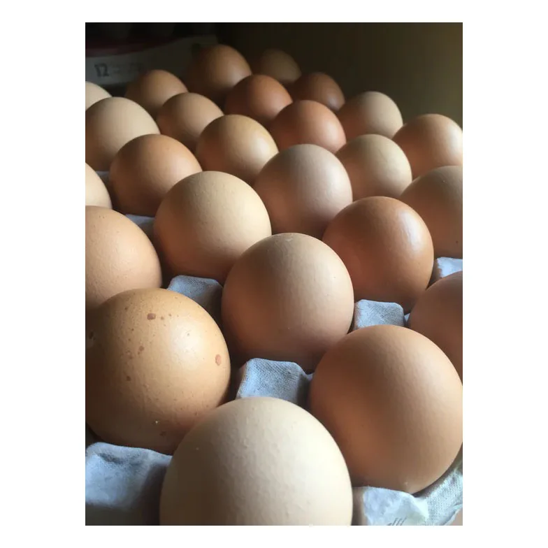 Chicken Egg Farm Fresh Chicken Table Eggs/Fresh Table Chicken Eggs supplier from Brazil