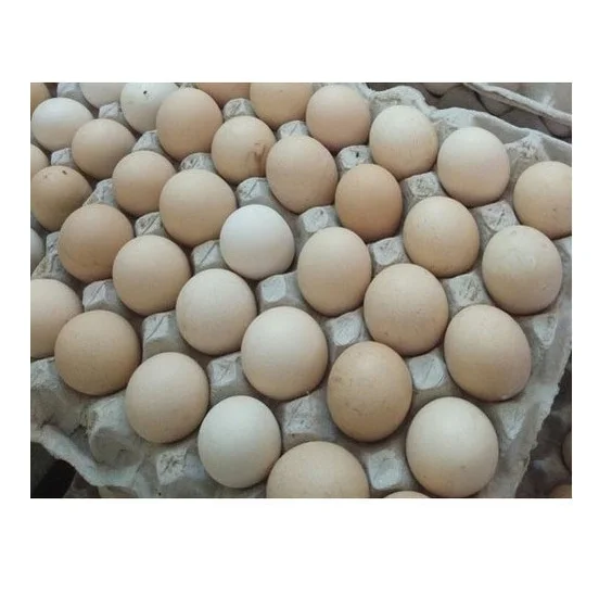 Best Price White / Brown Shell Fresh Table Chicken Eggs Bulk Stock Available With Customized Packing