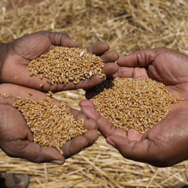 Пшеничная мука/кукурузная мука/семена