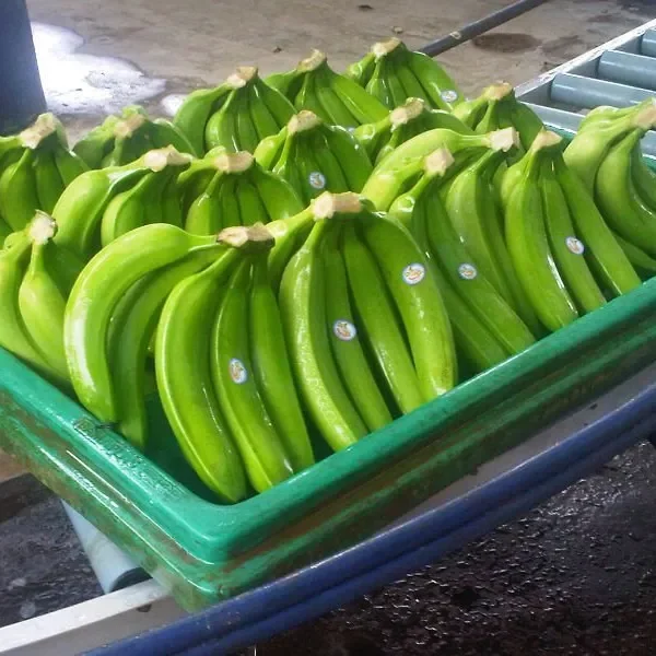 Fresh Bananas Green Cavendish Banana