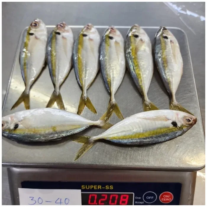 Good Quality Frozen Yellow Stripe Trevally Scad Fish Manufacturer made in Vietnam