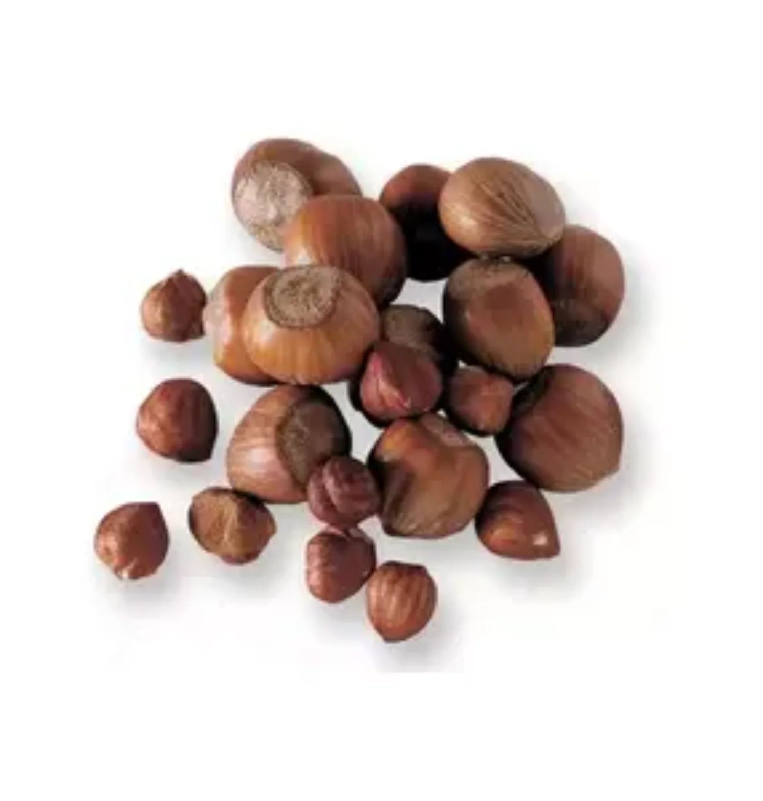 Suppliers Roasted Hazelnut  Dry Hazelnuts for Sale OEM Shell Box Style Packaging FOOD Organic Color