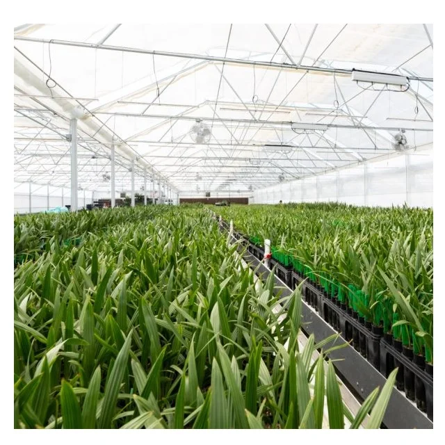 Phoenix Dactylifera Premium Medjool Barhi Dates For Snacks Or Desserts Palm Phoenix Dactylifera Dates Tissue Culture Crop