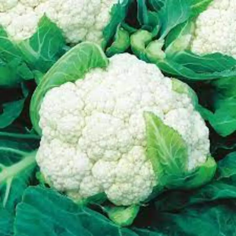 MN GLOBAL IMPEX 2022 best production for Cauliflower California Wonder