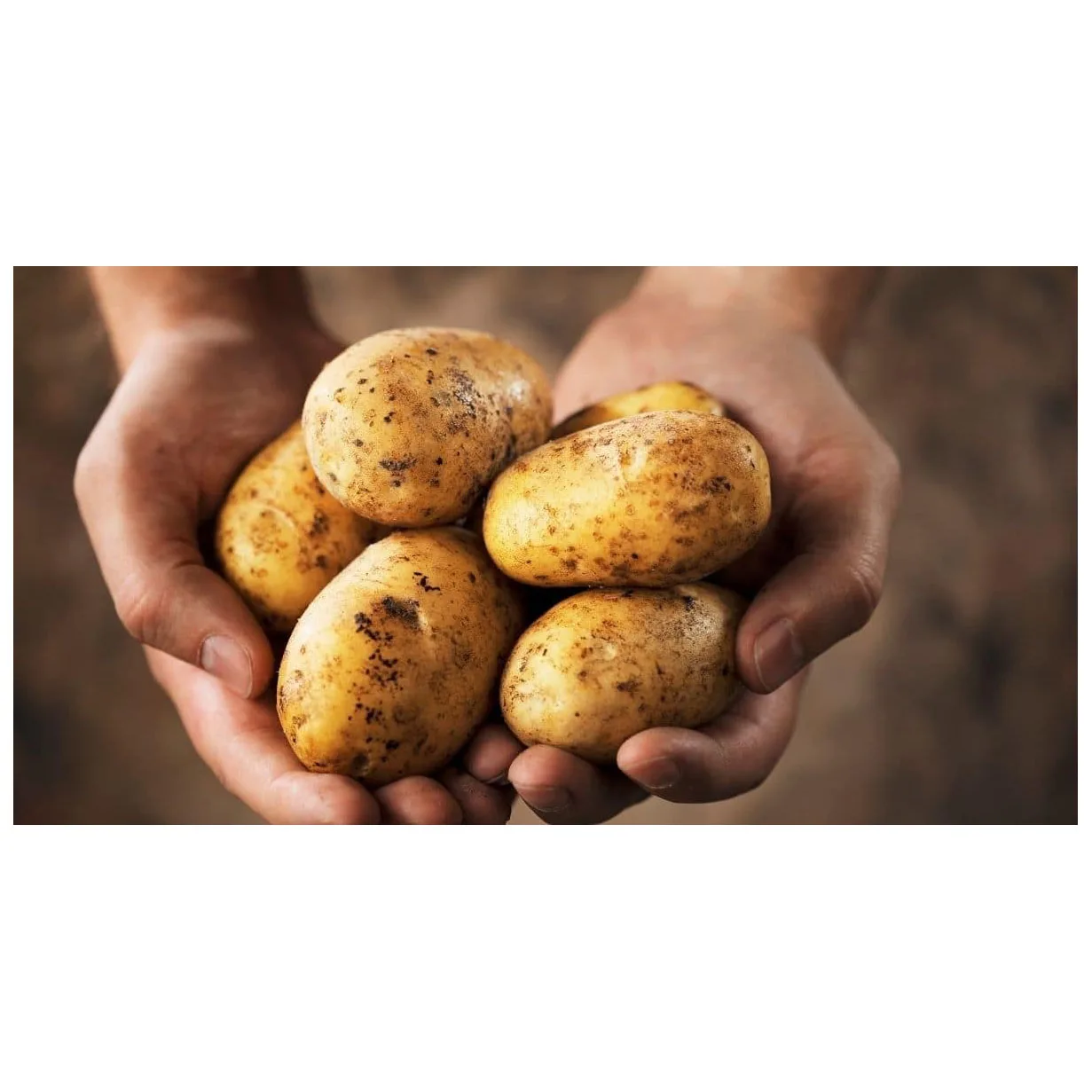 Cheap Price Supplier Fresh Vegetable Organic Cultivation Fresh Potatoes At Wholesale Price With Fast Shipping