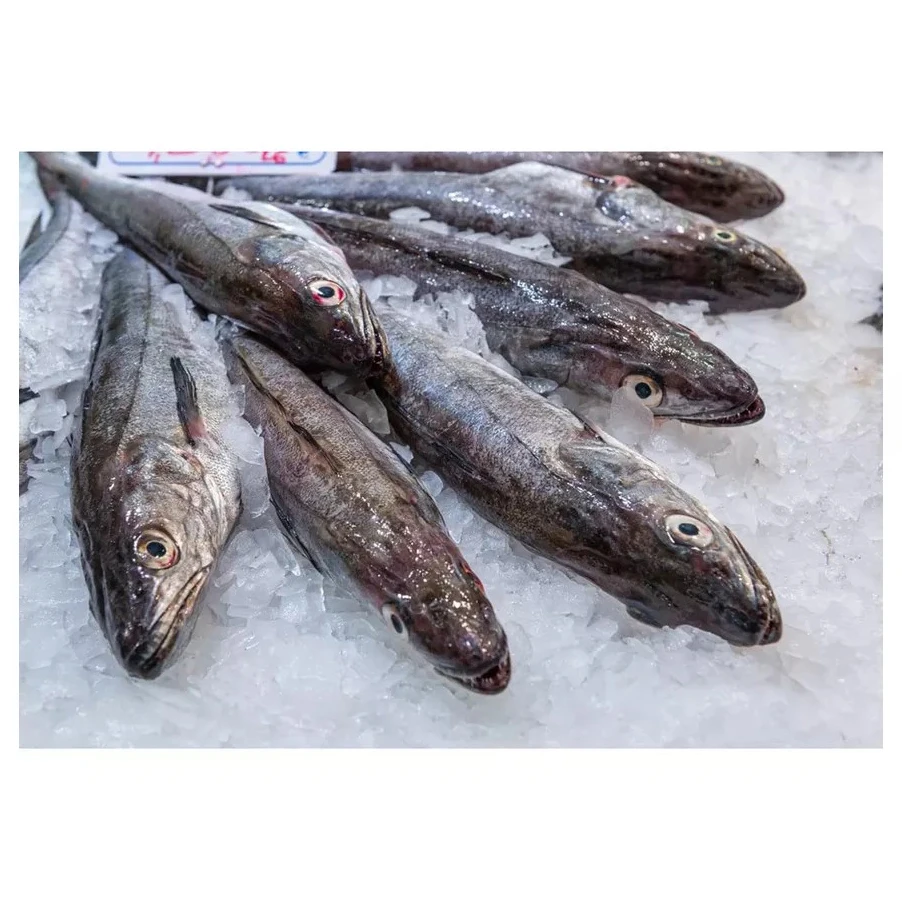 Discount sale Fresh frozen Hake whole fish, Frozen Hake fish fillet hake