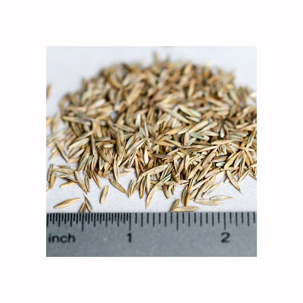 Wholesale High Quality Lawns Herbs in Bulk Fescue  Seeds for Sale From Perennial and Annual Herbs Supplier