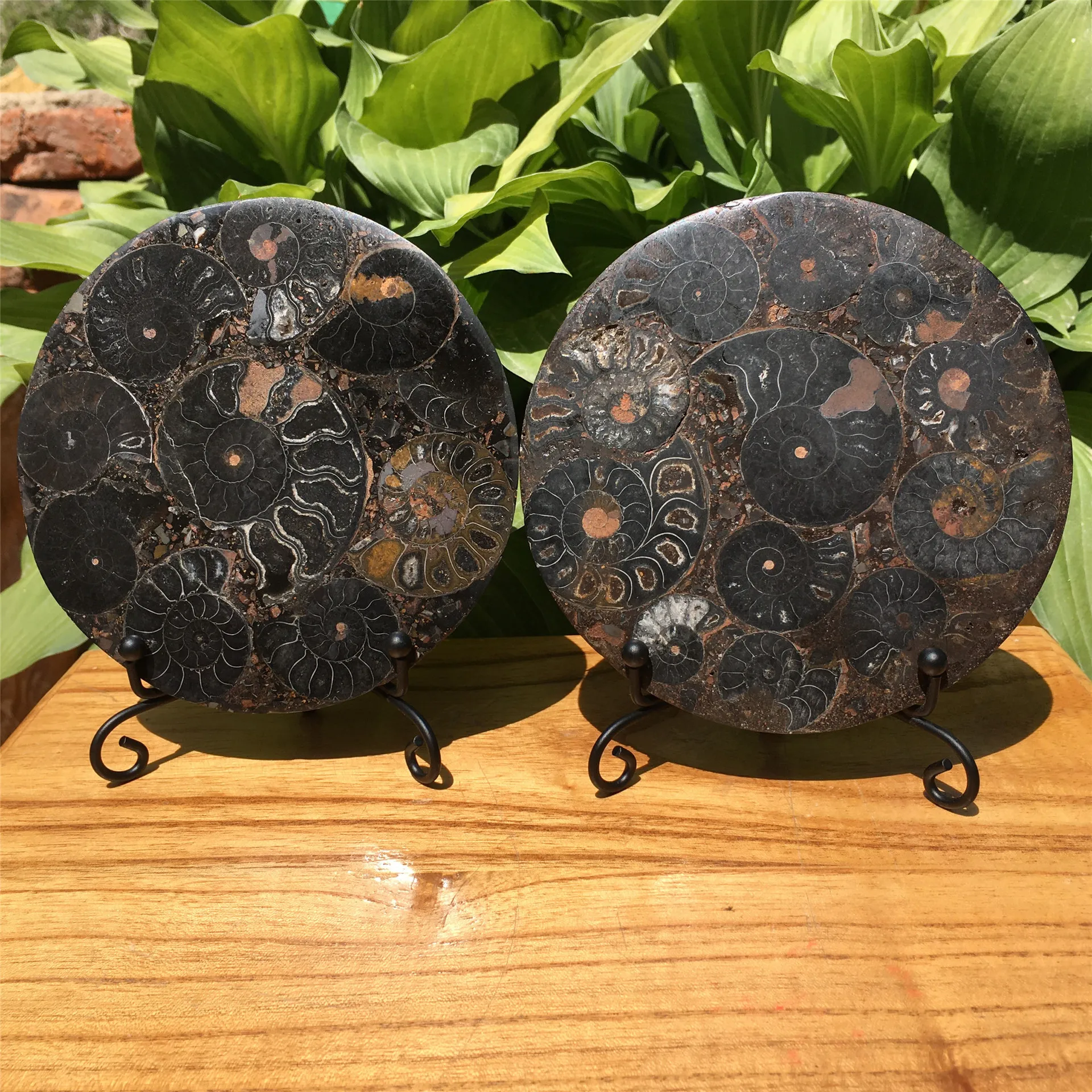 Ammonites biological fossils 11CM spiral disk collection decoration