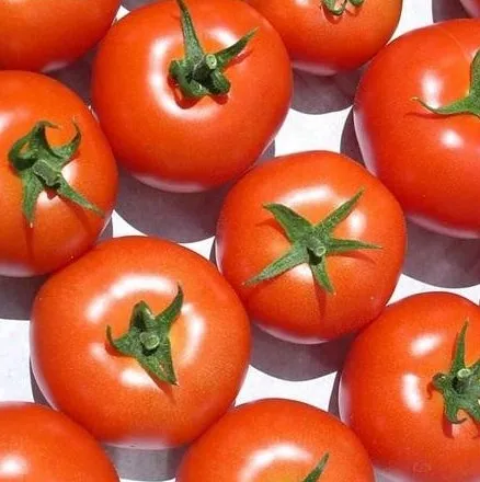 Fresh Plum Tomato