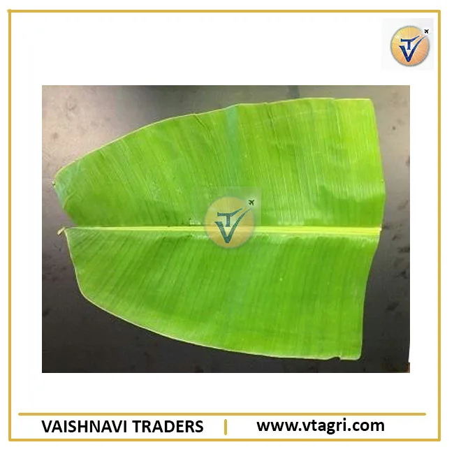 Long Fresh Banana Leaf exporter from India - Green Banana Leaves - Banana Leaves supplier