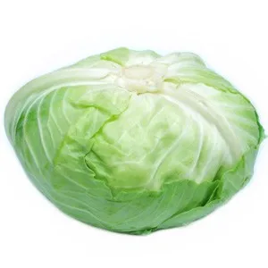 high quality Wholesale Cabbage products in best price 2022 ANGLE