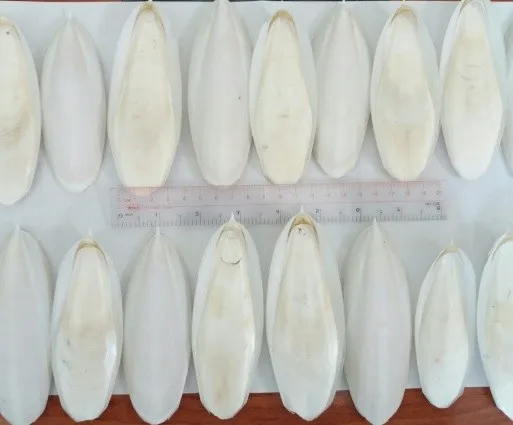 hot deal squid bone cuttlefish bone premium export cuttlefish bone