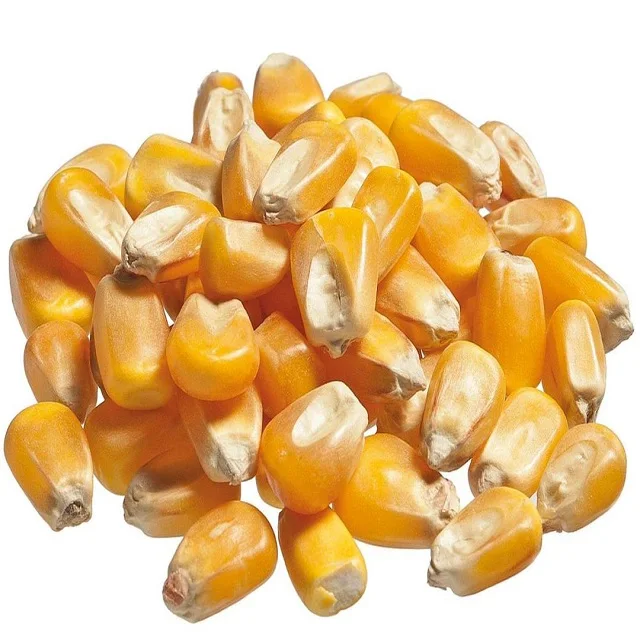 2024 Direct Farm Price Dried Yellow Corn For Animal Feed / Wholesale yellow corn For Human And Animal Consumption
