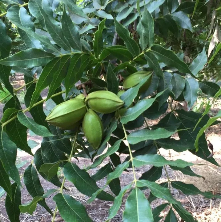First Quality Pecan Nuts 100 Natural GMO Free Dried 25kg Sack Mexico Top Bulk For Sale Witchita Western