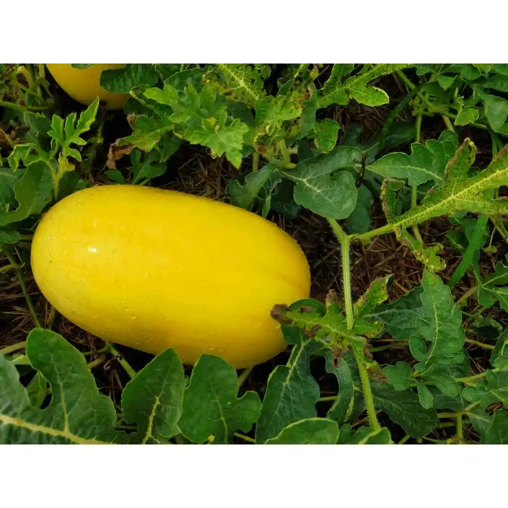 High-Yield Golden Watermelon Seeds: Perfect for Farming and Export Markets From Indonesia