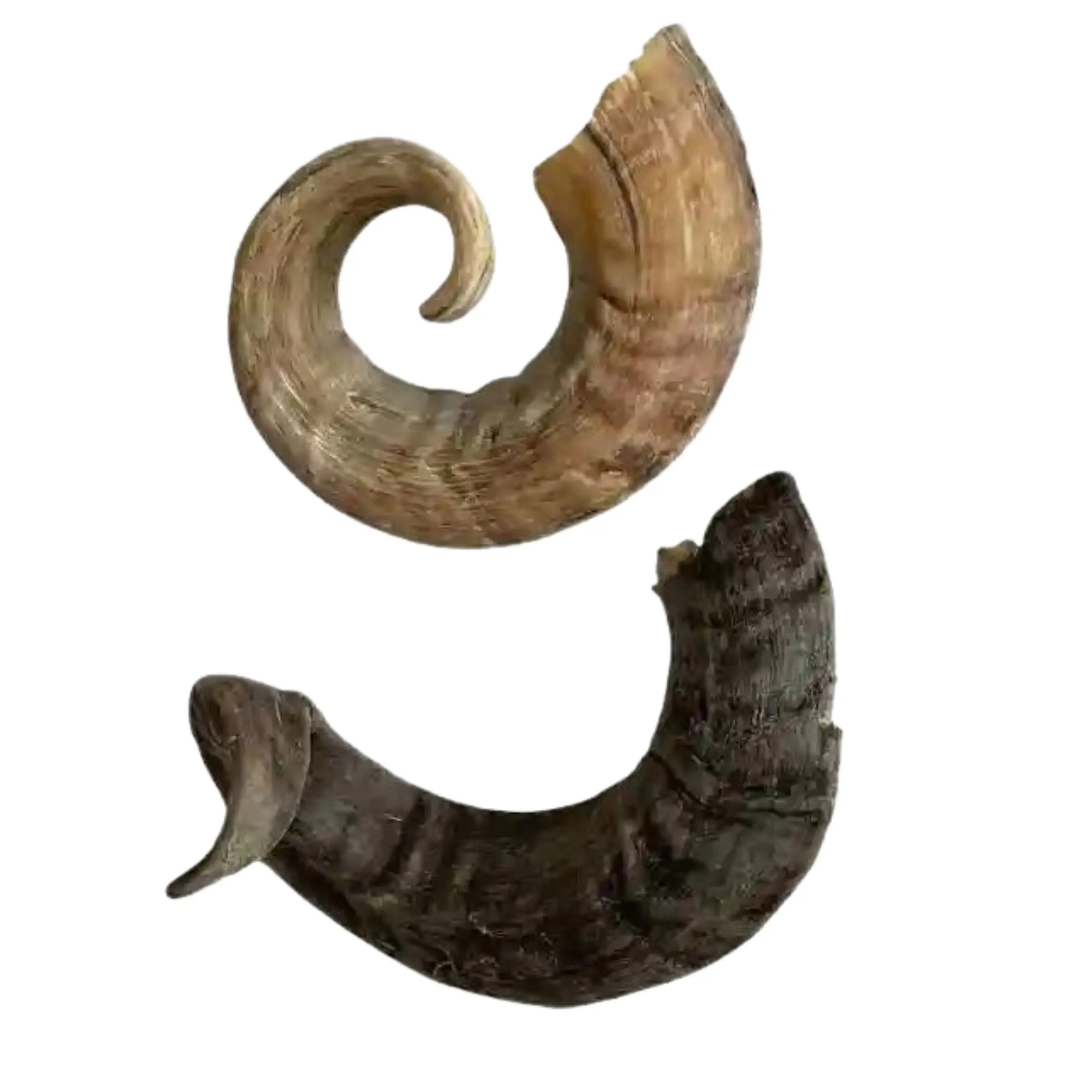 These should be the large variety like beef, ham, or lamb and should only be of large legs bones or hips