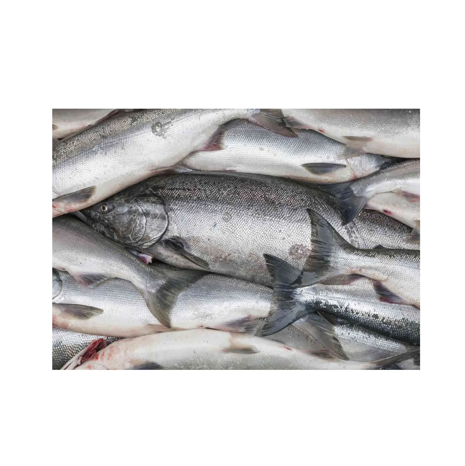 Cheap Price Bulk Sale Top Quality Frozen Salmon Whole Fish wholesale sale From German Supplier
