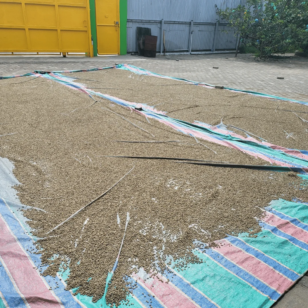 High Quality Premium Arabica Coffee Bean Wholesale From Indonesia 100% Fresh Ready to Export Globally