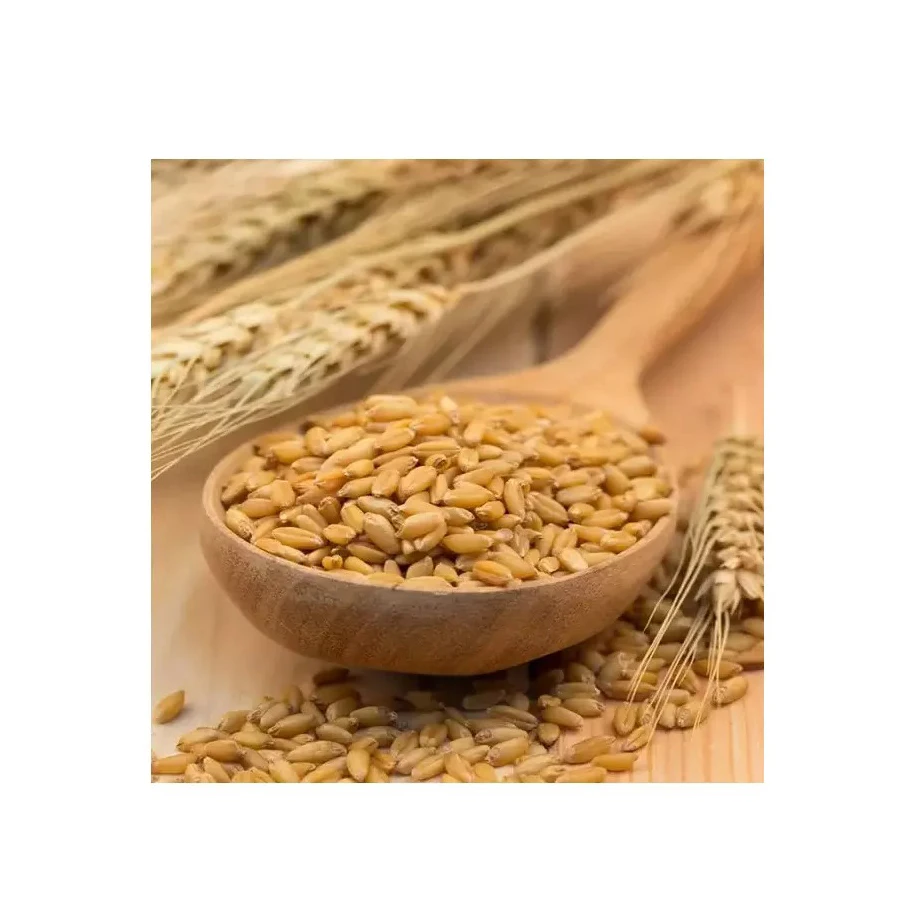 100 % Pure Natural Wheat Grain Human Consumption/ Wheat Grain / Ukraine Wheat for Sale / Barley