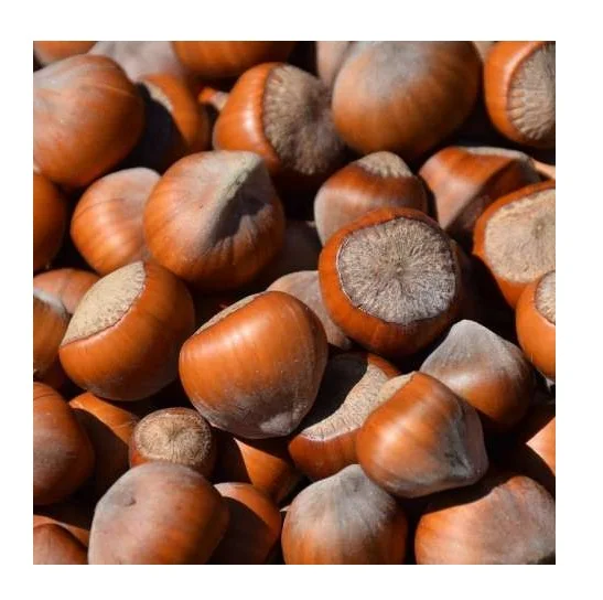 Good Quality Cheap Price Dried Organic Hazelnuts For Export