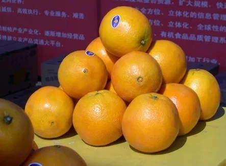 Best Price Fresh Orange Fresh Fruit Fresh Oranges Fresh Citrus Fruit