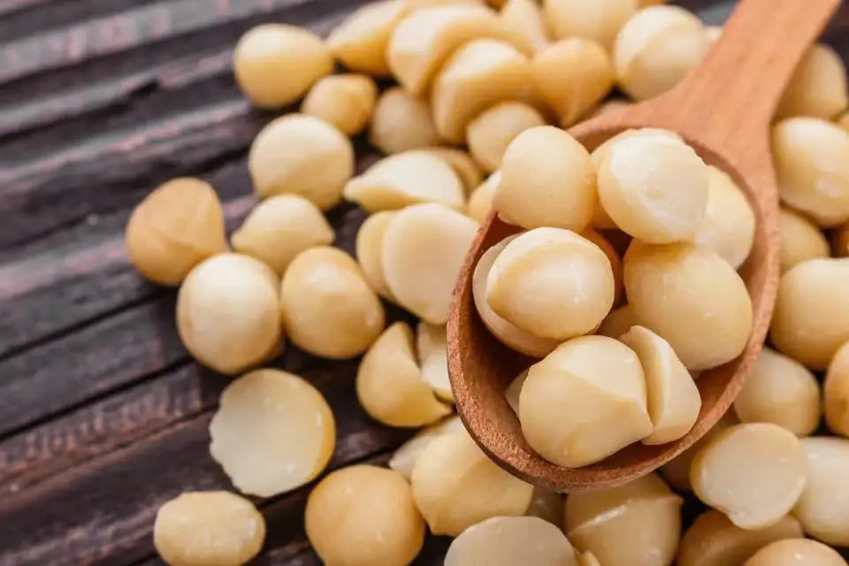 MACADAMIA NUTS VIETNAM GOOD for HEALTH / MACADAMIA NUTS FROM VIETNAM COMPETITIVE PRICE // Ms Laura