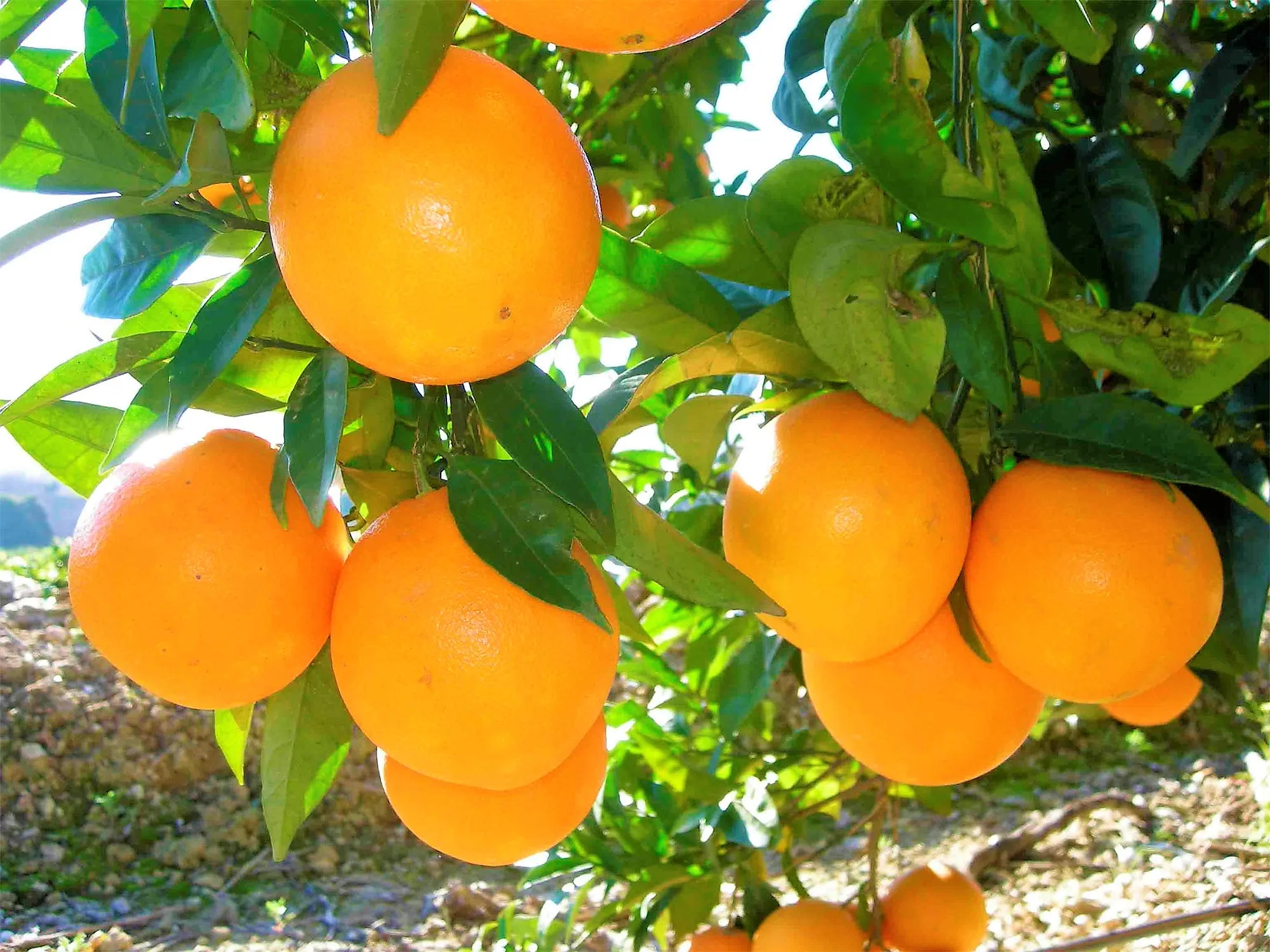 Fresh Orange Valencia Orange Naranja Mexico Fresh Valencia  Naval Orange