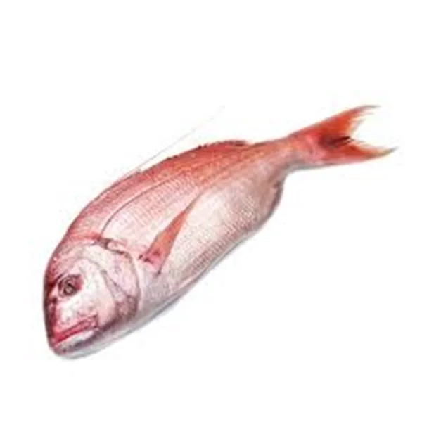 Purchase premium snapper fish at a discount