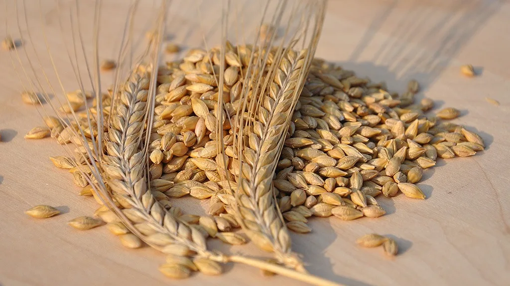 Barley for Sale, Feed Barley and Barley Seeds for sale, High quality Barley Grains for animal feed/Bulk barley Grains