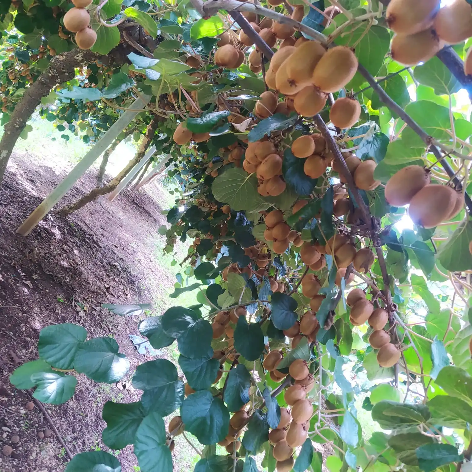 Свежие фрукты Kiwi 100 г в скрипиках и пластиковые картонные коробки турецкий оригинальный Kiwi оптовая продажа свежих фруктов