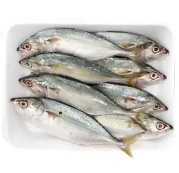 Frozen Sea fish Indian Mackerel Whole round size 4/6 6/8 8/10 from Vietnam