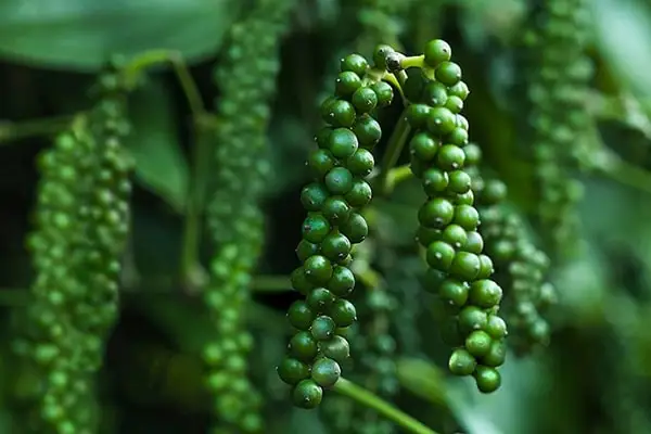 Black Pepper Dak Lak  with CHEAP Price /Quality Natural Vietnam Pepper