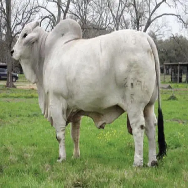 BRAHMAN BULLS CATTLE ANIMAL FEED COW FOR SALE PREGNANT BULLS/CATTLE