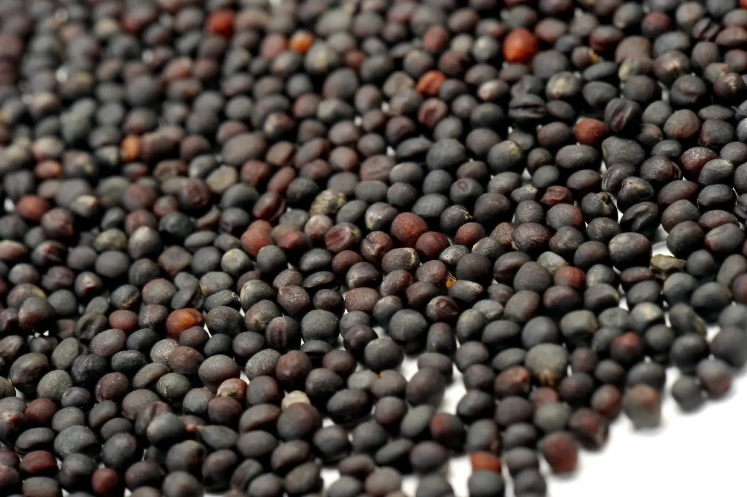 best price of canola seed /rapeseed Bulk