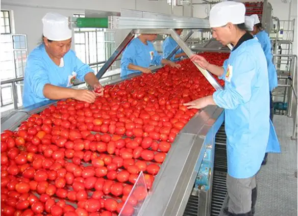 Best Price with High Quality Frozen Whole Tomatoes From VietNam Ready to shipped and carefully packed