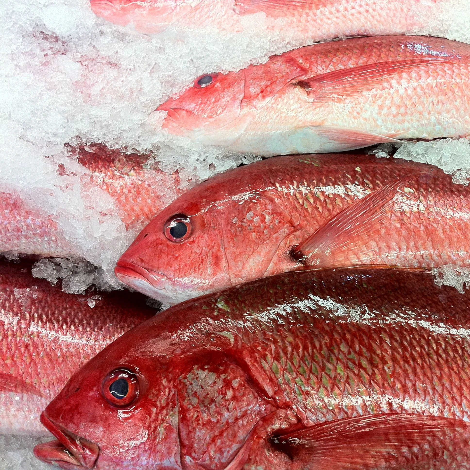 Quality Round Big Eyes Scad Fish Natural Red Color Frozen Whole Round Big Eyes Scad Fish With 0.05% Max Moisture From Malaysia