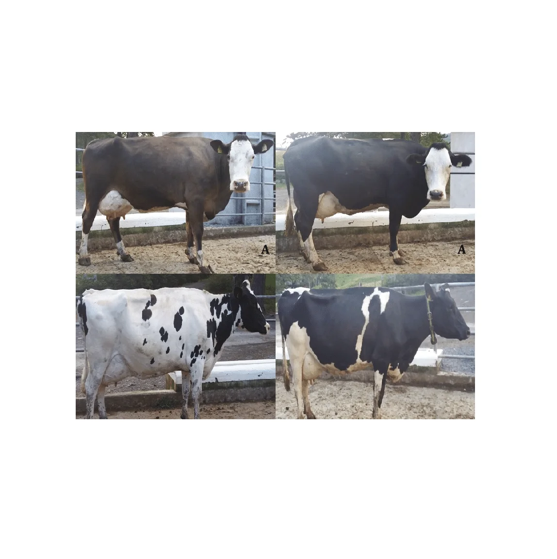 Brahman Calves Brahman Bulls | Pregnant Holstein Heifers cows | Holstein Friesian Dairy Cows