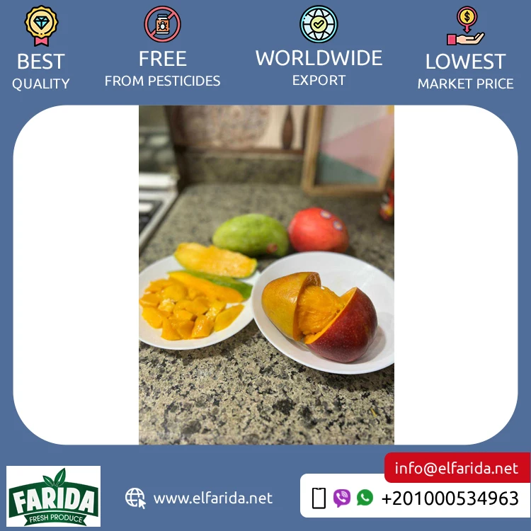 Good Quality Hot Selling Original Delicious Taste 100% Natural Fruit Fresh Mangoes from Egypt Origin Exporter at Wholesale Price