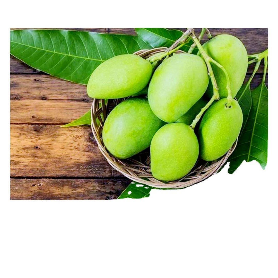 Vietnam Best Quality Fresh Fruit Green Mango With Natural Slightly Sweet Wholesaler Price
