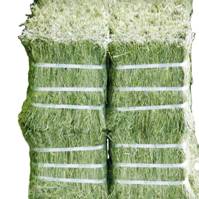 High Quality Certified Animal Feed Protein-Rich Rhodes Grass Bales for Cattle Pigs Goats Horse Camel and Timothy Hay Bales